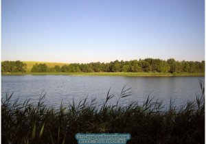 Рака